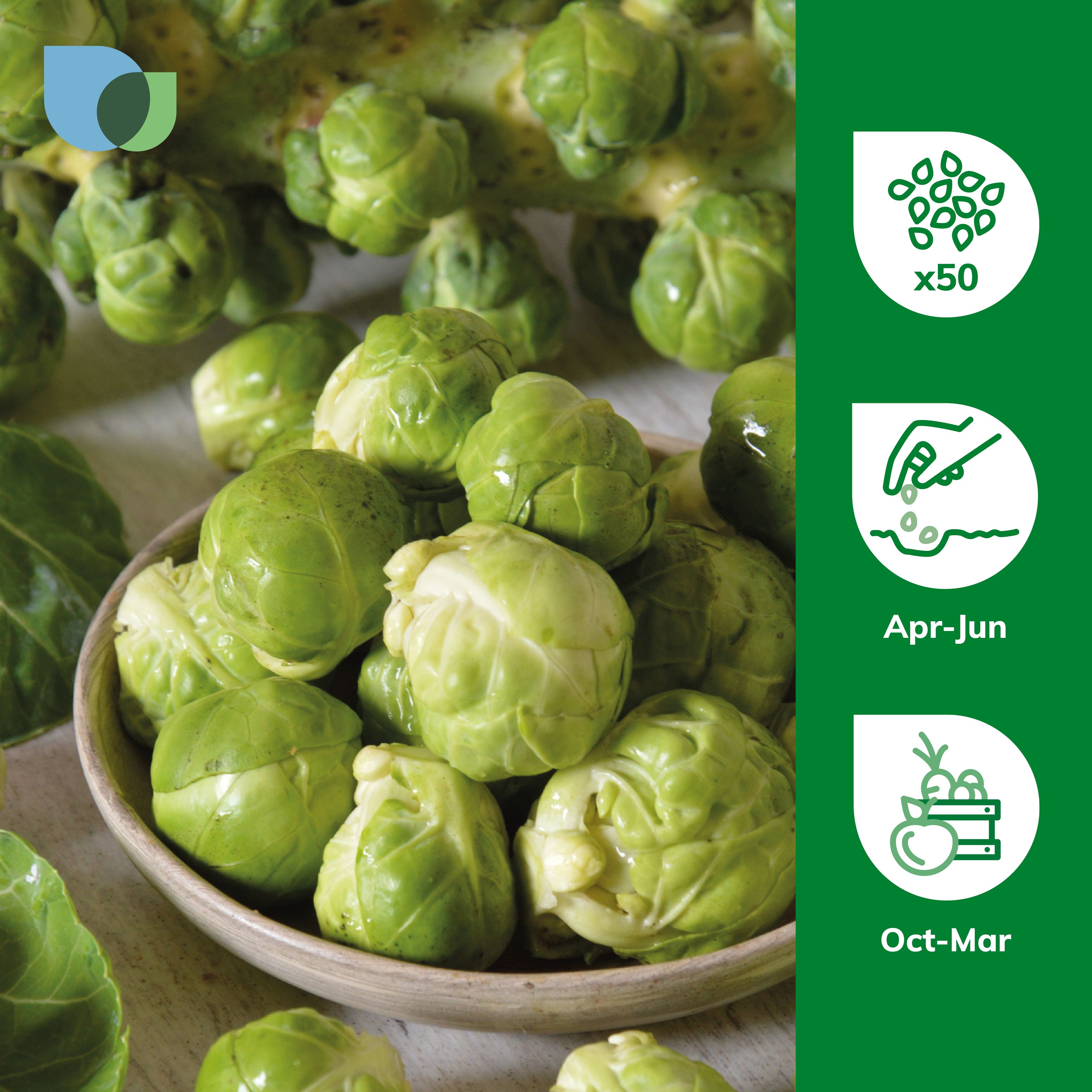 Verve Brussel sprout 'Long Island' Vegetable Seeds