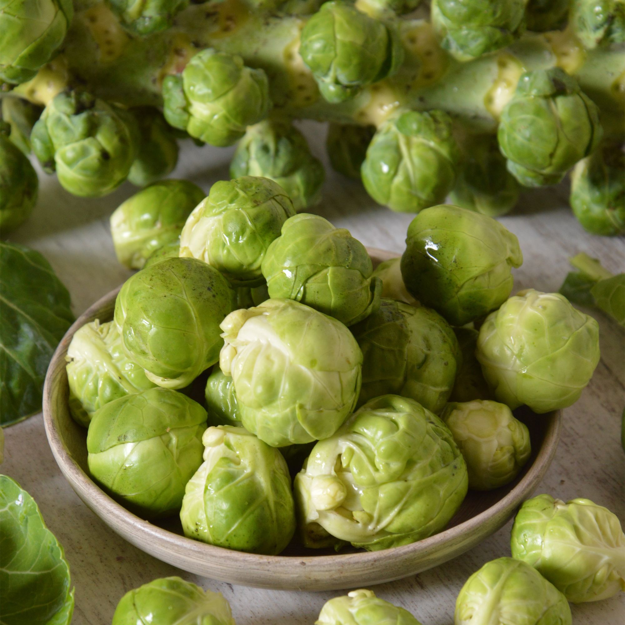 Verve Brussel sprout 'Long Island' Vegetable Seeds