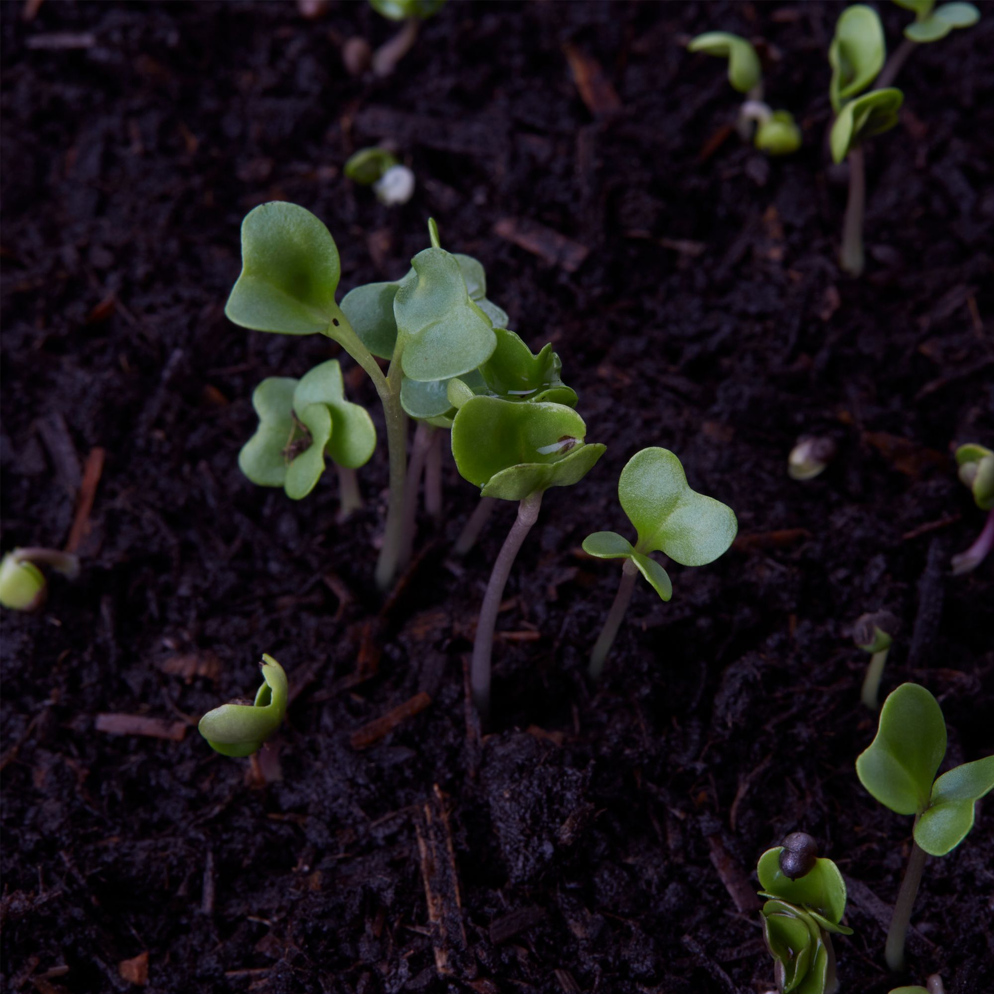 Verve Brussel sprout 'Long Island' Vegetable Seeds