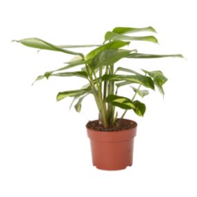 Verve Calathea pilosa in Plastic Grow pot 12cm