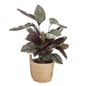 Verve Calathea pinstripe Foliage plant in Seagrass Decorative pot 19cm