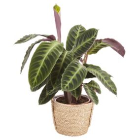 Verve Calathea warscewiczii in Seagrass Decorative pot 19cm