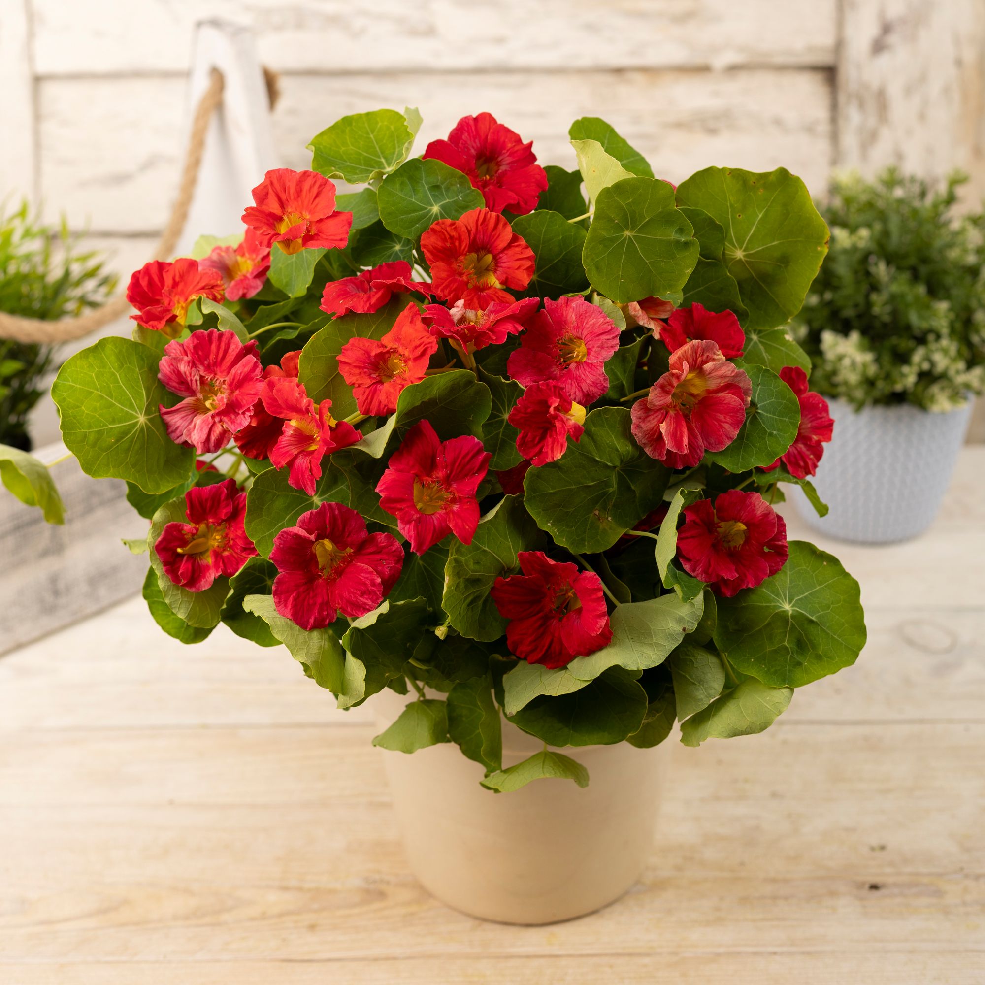 Verve Cherry Rose Nasturtium Seeds