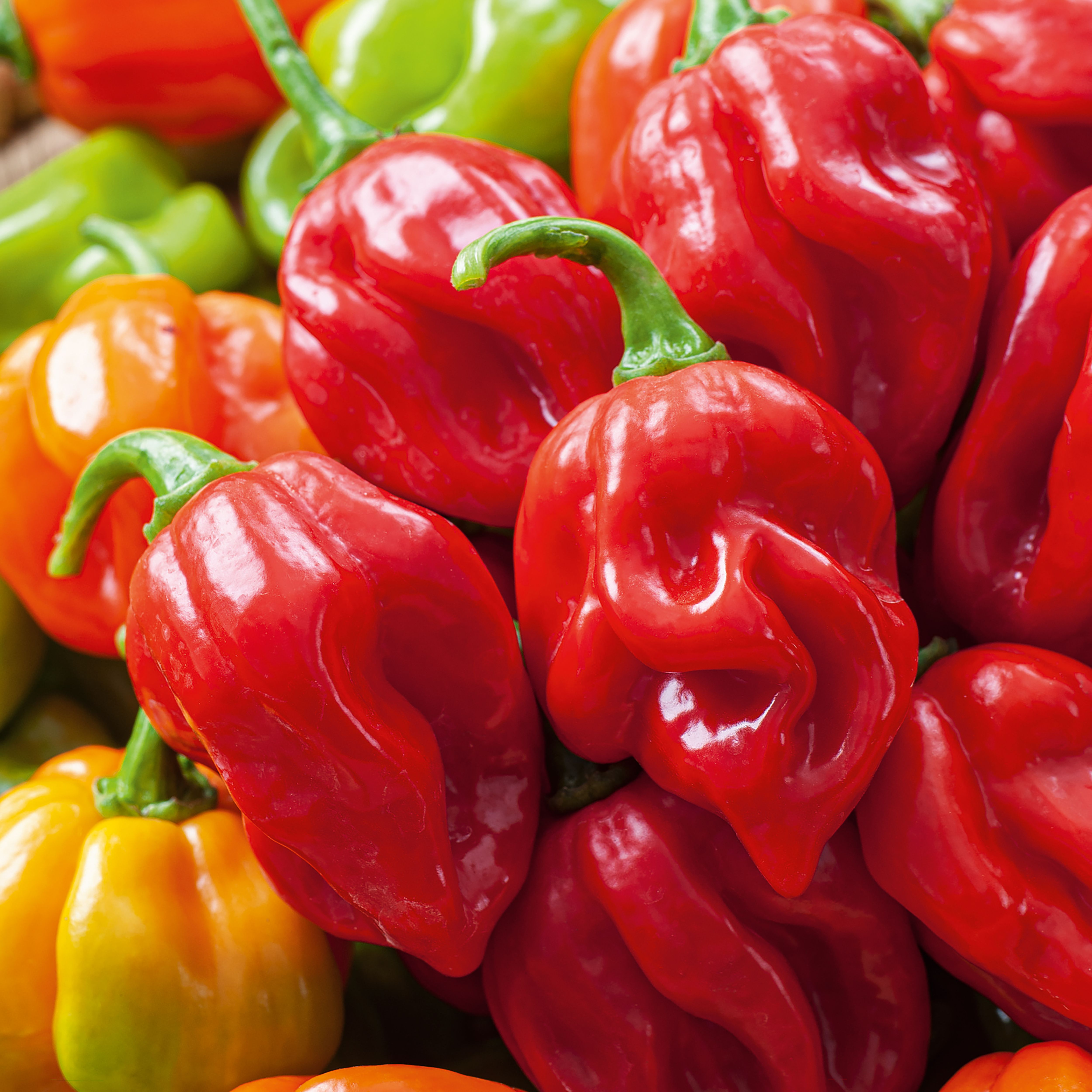 Verve Chilli 'Scotch Bonnet Hot' Vegetable Seeds