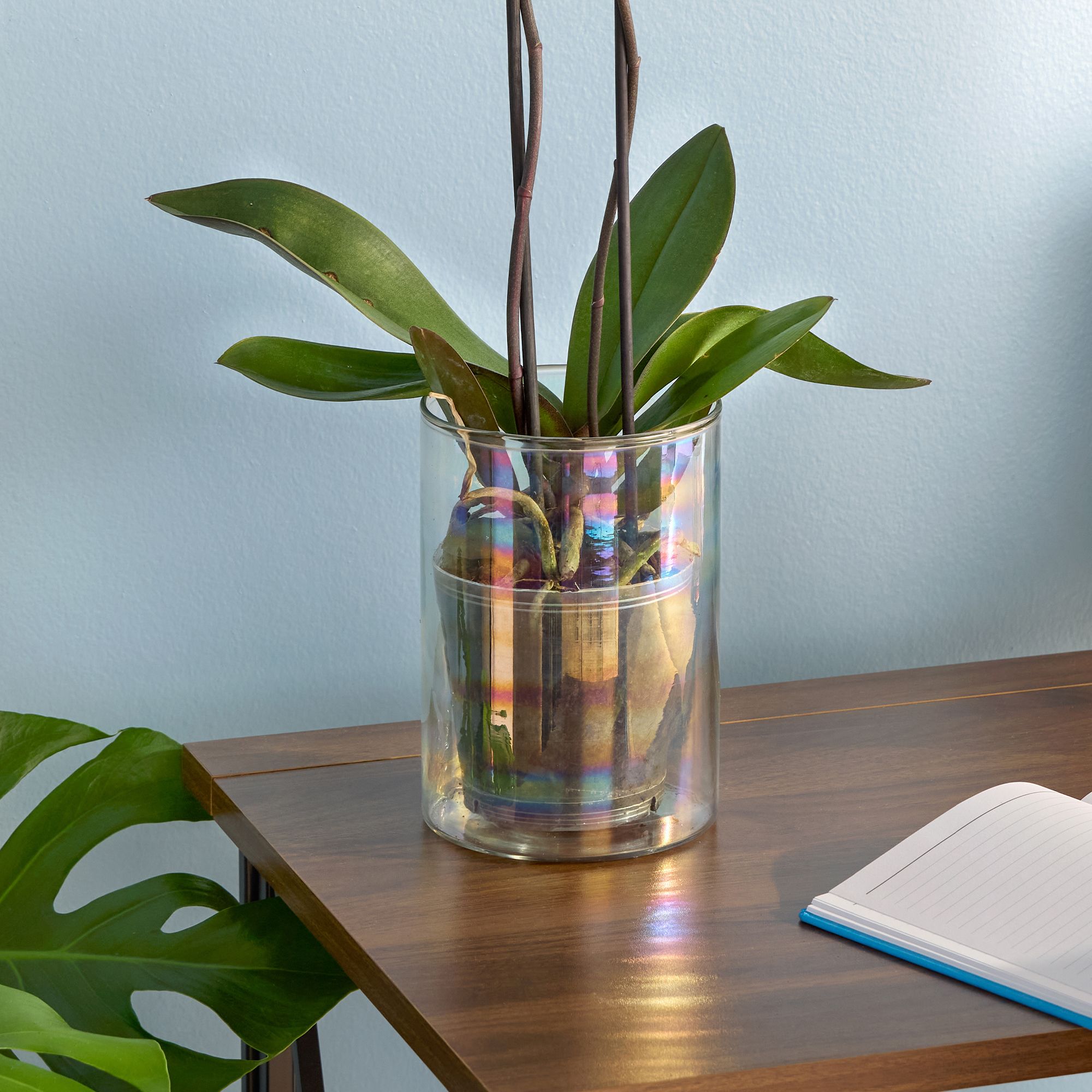 Verve Clear Transparent Glass Plant pot (Dia) 12.5cm, (H)18cm