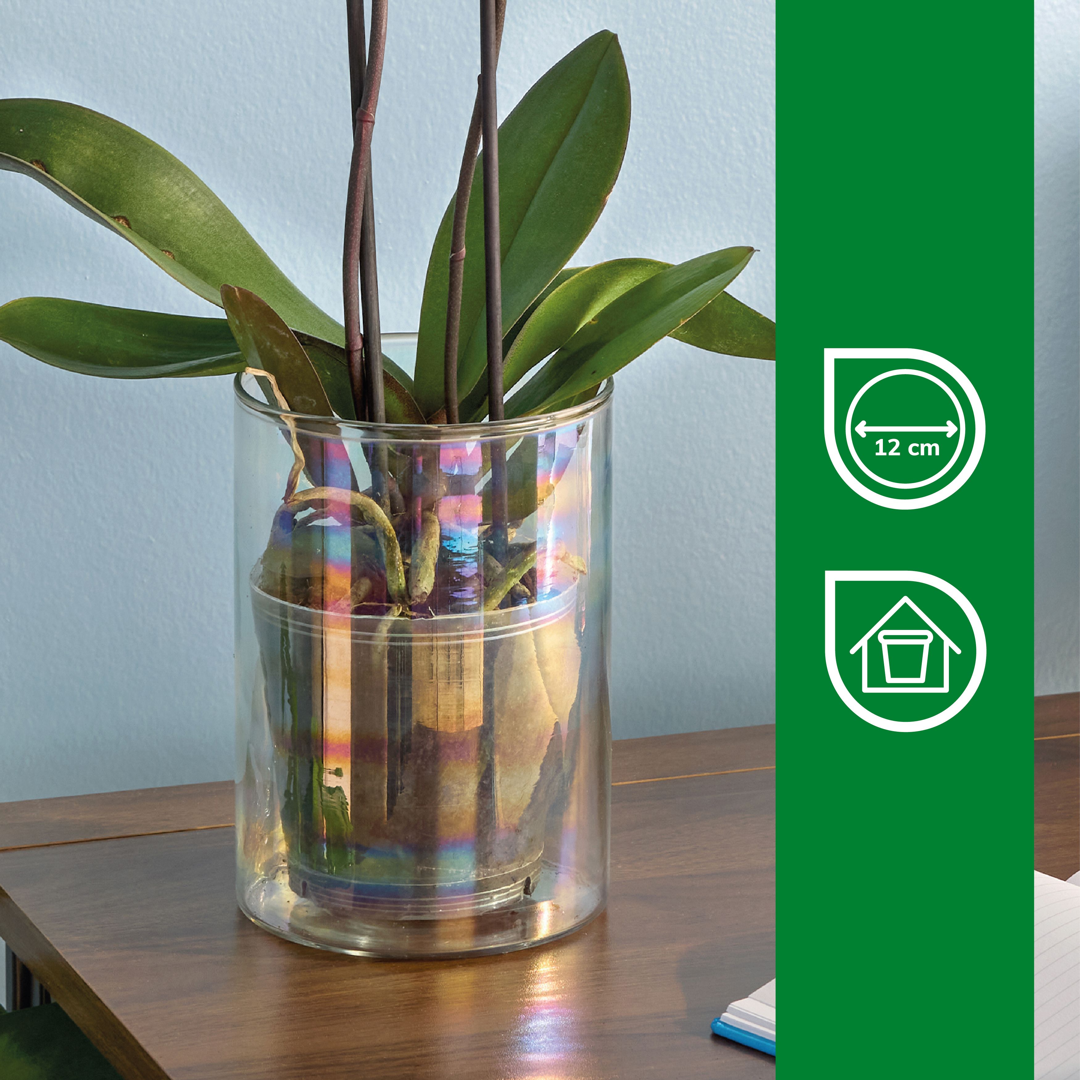 Verve Clear Transparent Glass Plant pot (Dia) 12.5cm, (H)18cm