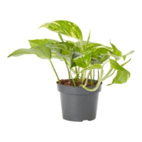 Verve Devil's ivy mix in Plastic Grow pot 12cm