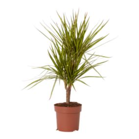 Verve Dragon tree in Plastic Grow pot 17cm