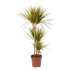 Verve Dragon tree in Plastic Grow pot 24cm