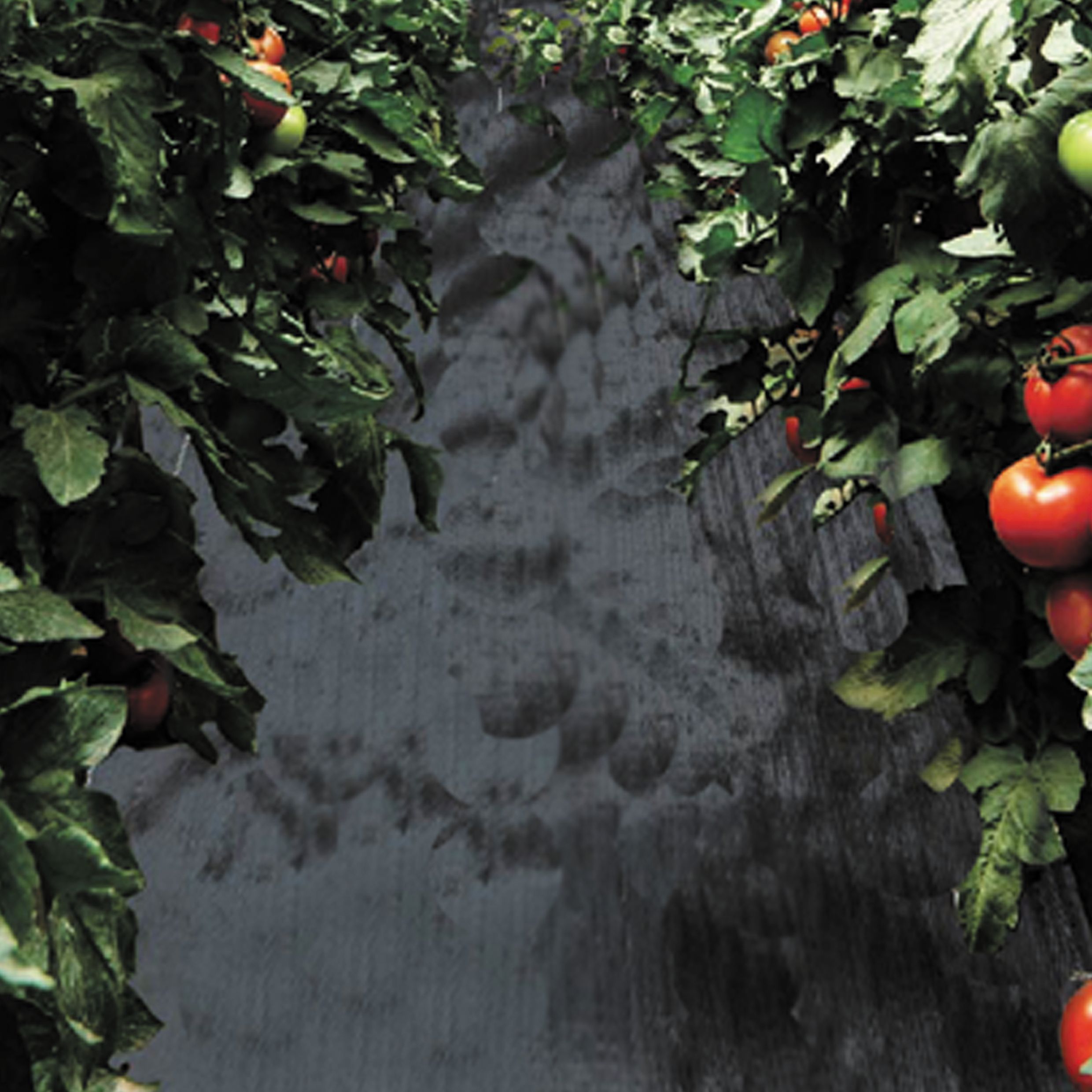 Verve Driveway Landscaping fabric (W)5m (L)5m
