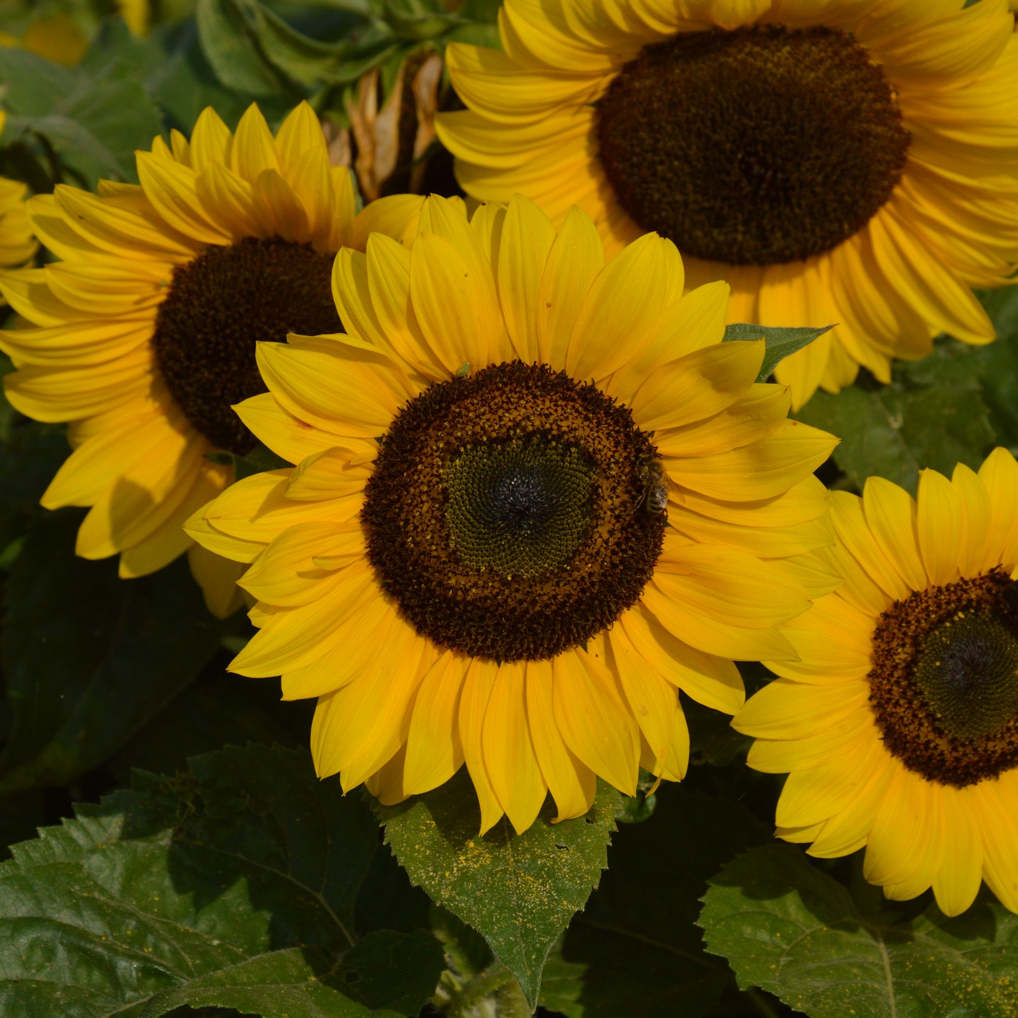 Verve Dwarf Sunspot Sunflower Seeds