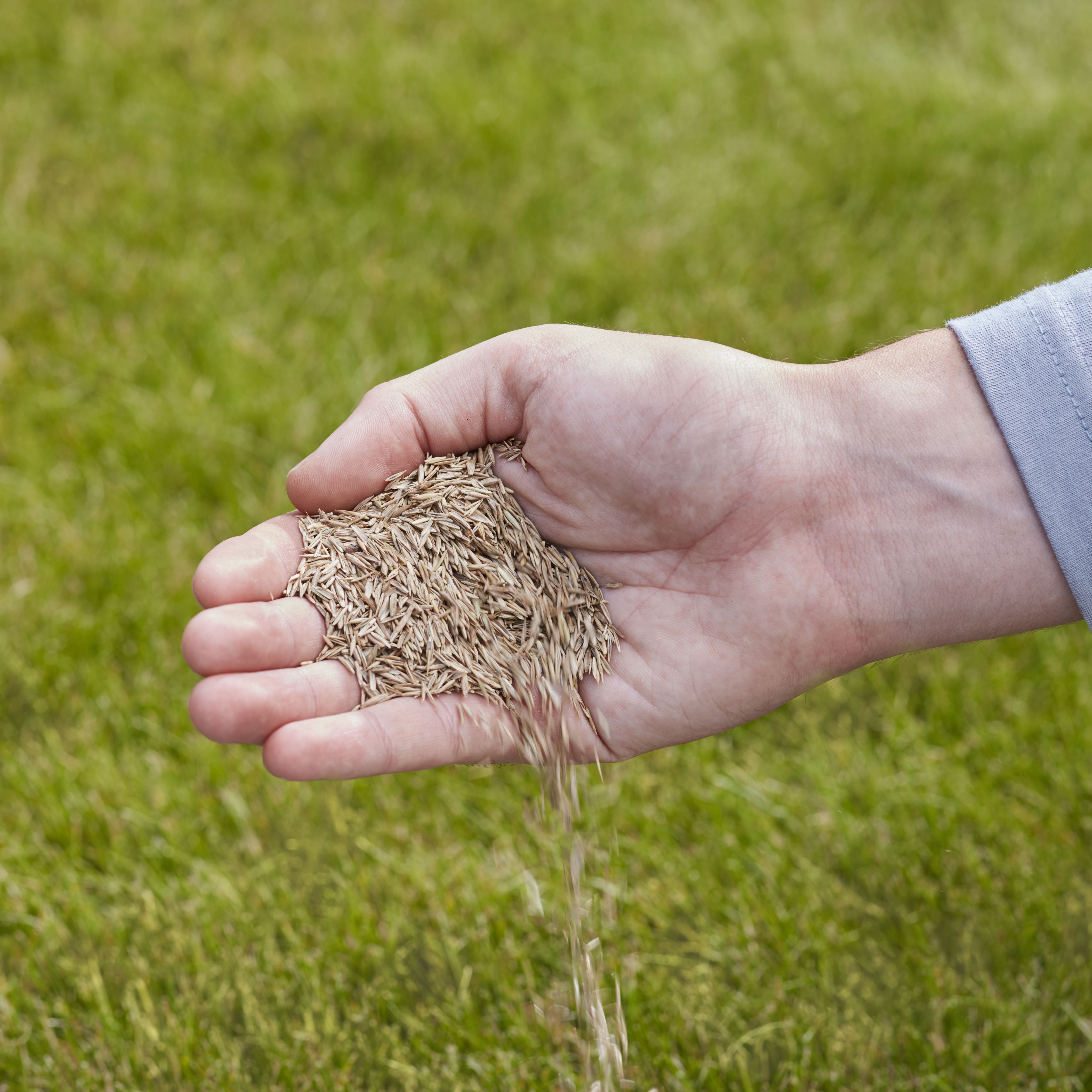 Verve Easy Start Coated Grass seeds, 0.5kg