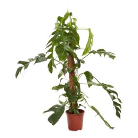 Verve Epipremnum pinnatum in Plastic Grow pot 24cm