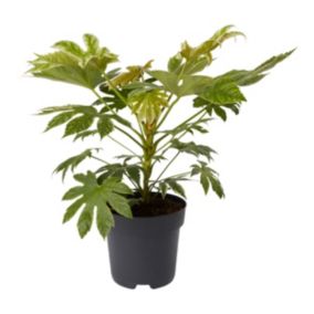 Verve Fatsia Japonica Shrub Paper plant