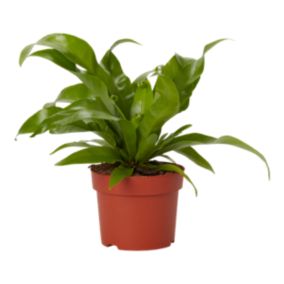 Verve Fern in Plastic Grow pot 12cm