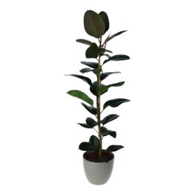 Verve Ficus robusta in Available in grey, taupe or white Ceramic Pot 24cm