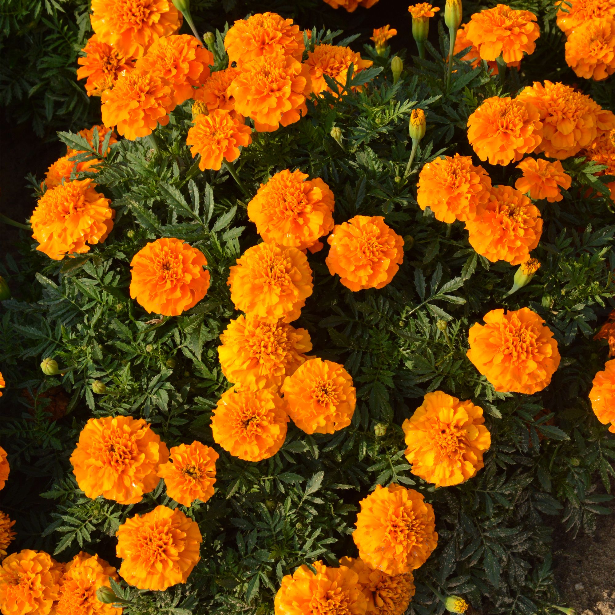 Verve French Boy Orange French Marigold Seeds