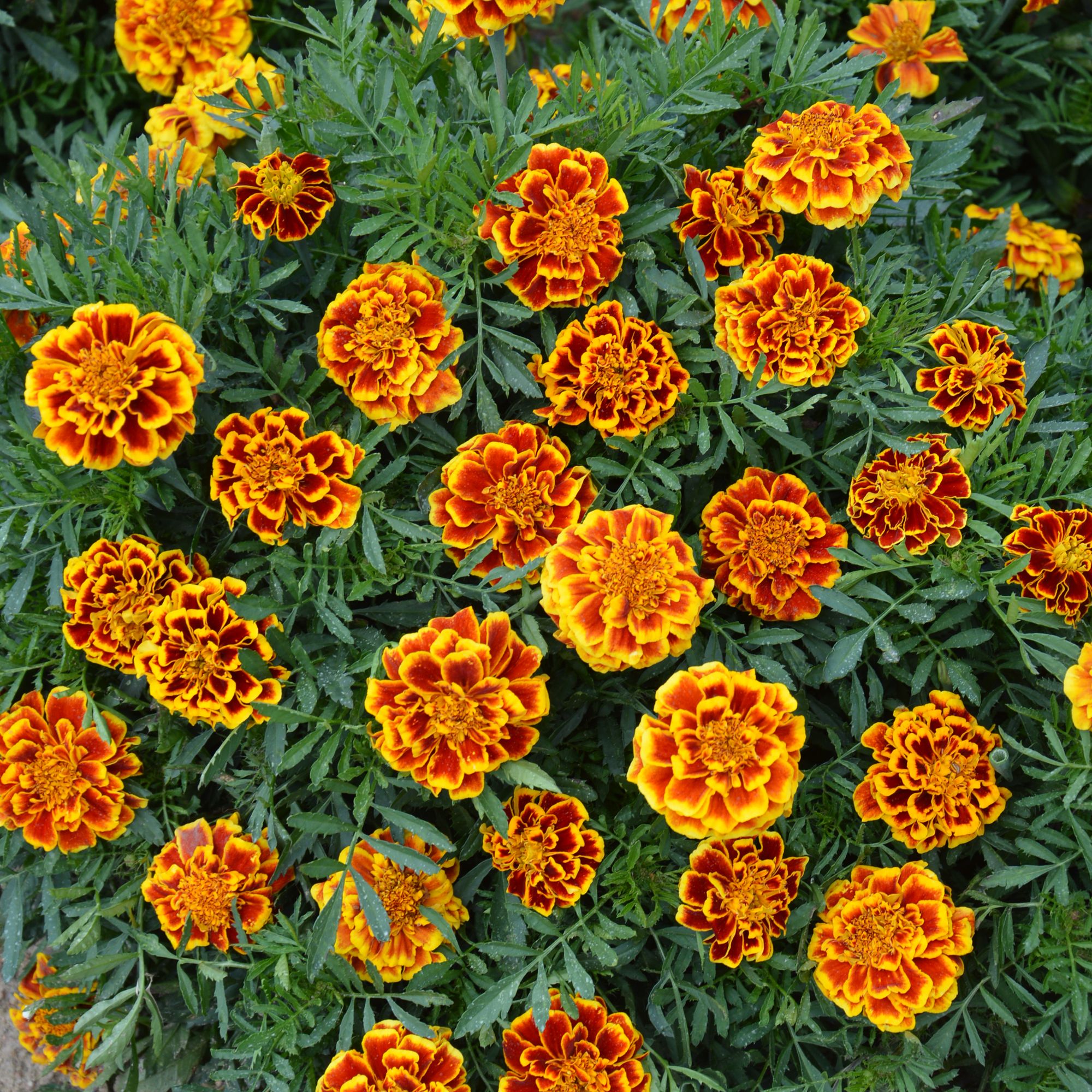 Verve French Queen Sophia French Marigold Seeds
