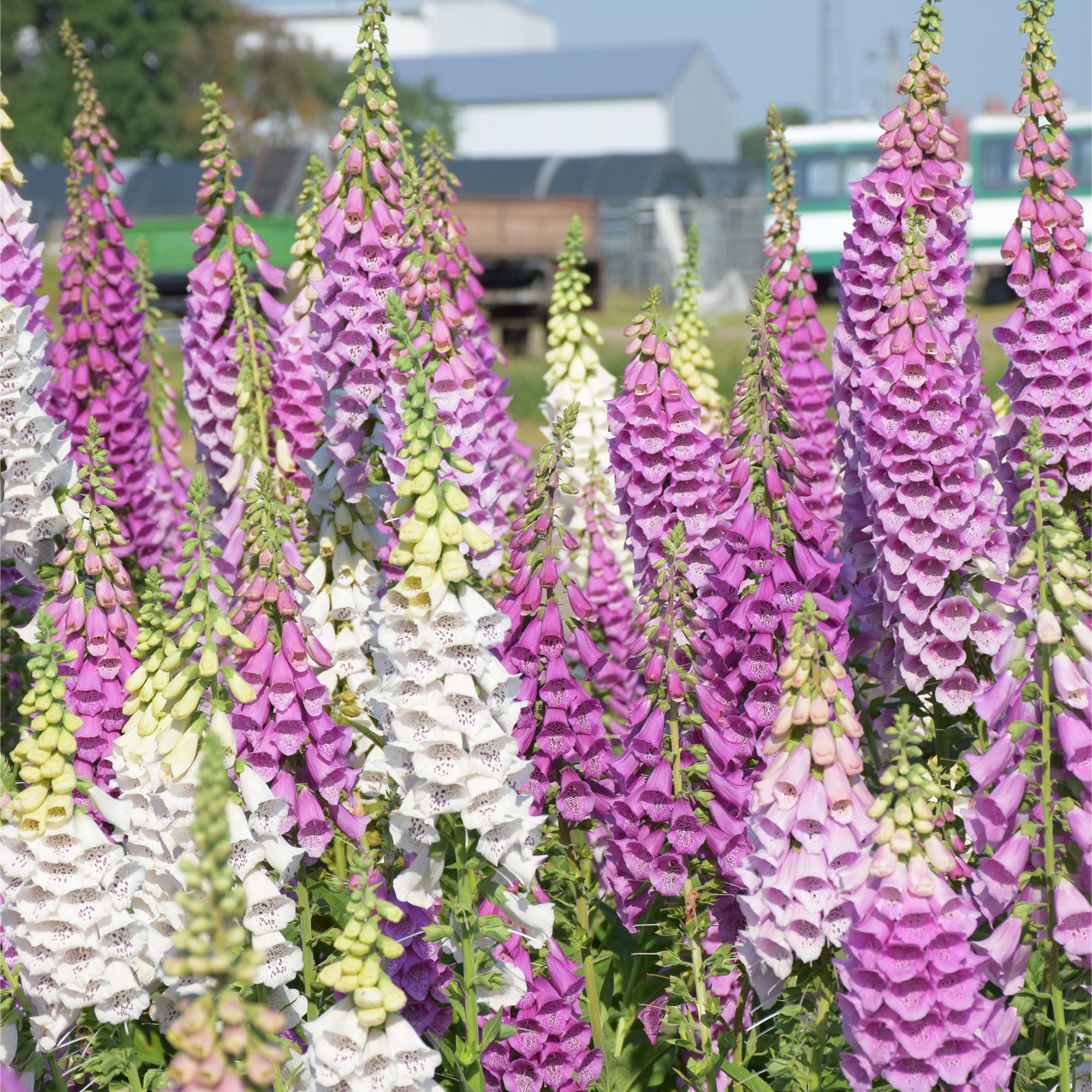 Verve Gloxiniaeflora Foxglove Seeds
