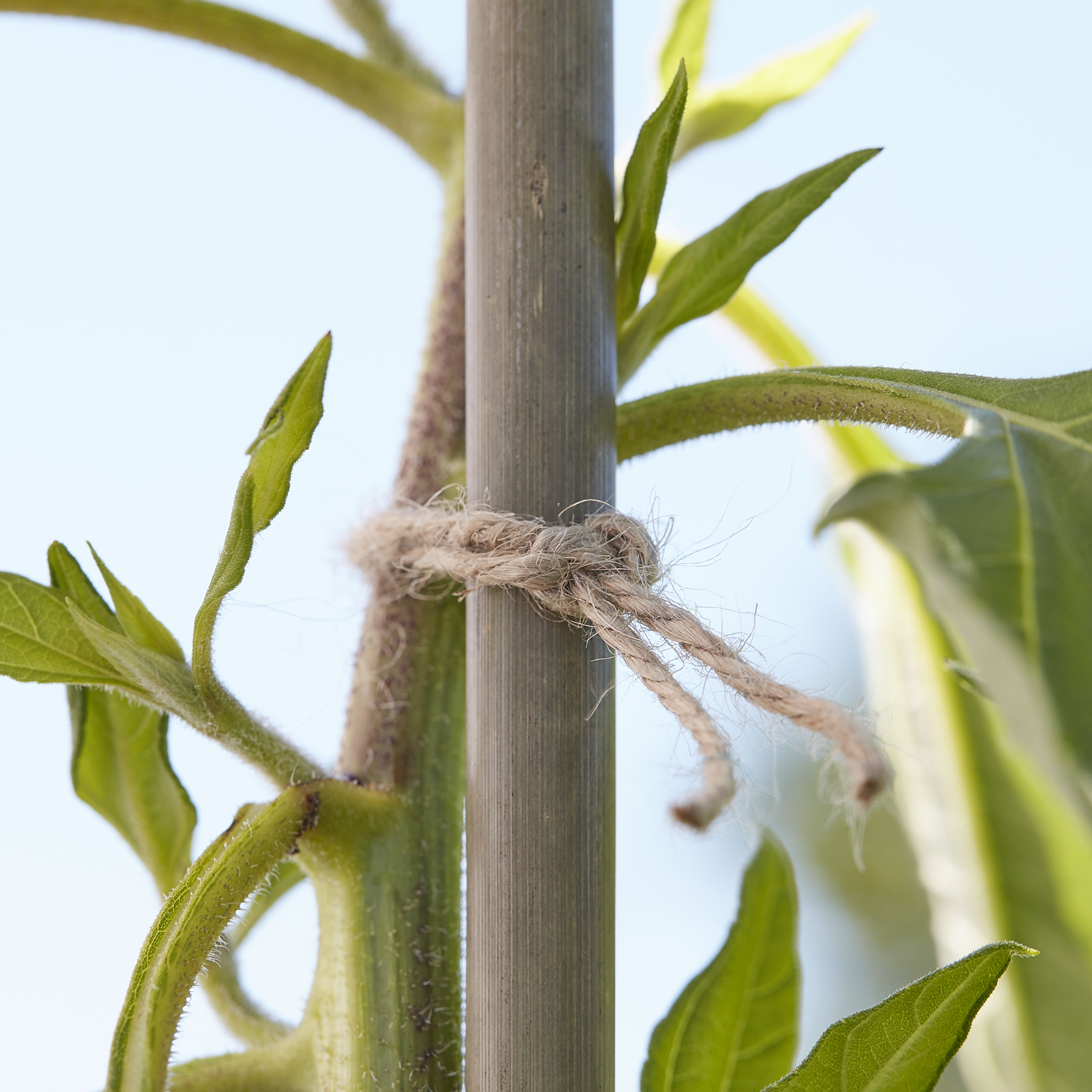 Verve Green Jute & plastic Plant tie