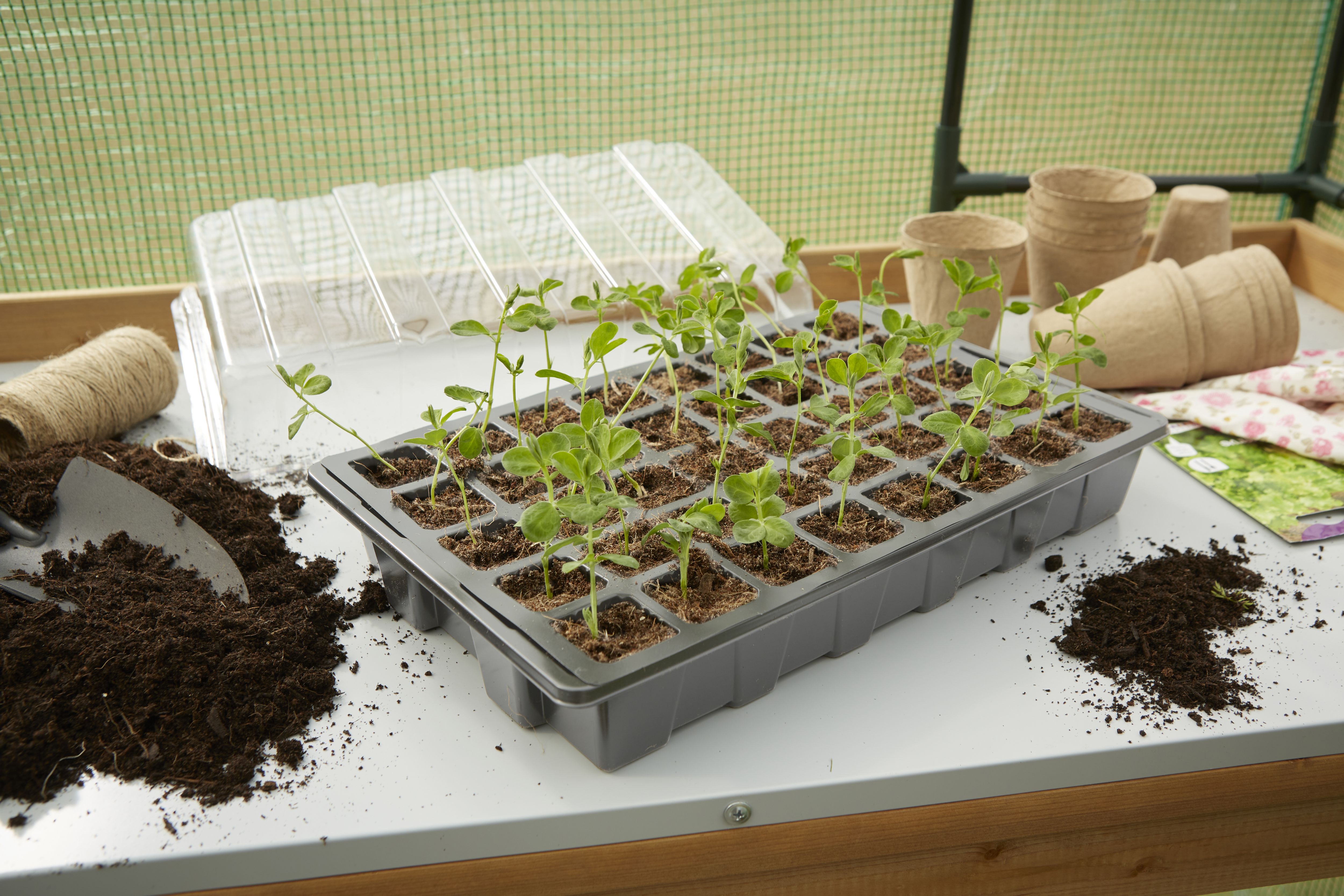 Verve Grey Seed Tray (L)39cm, Set