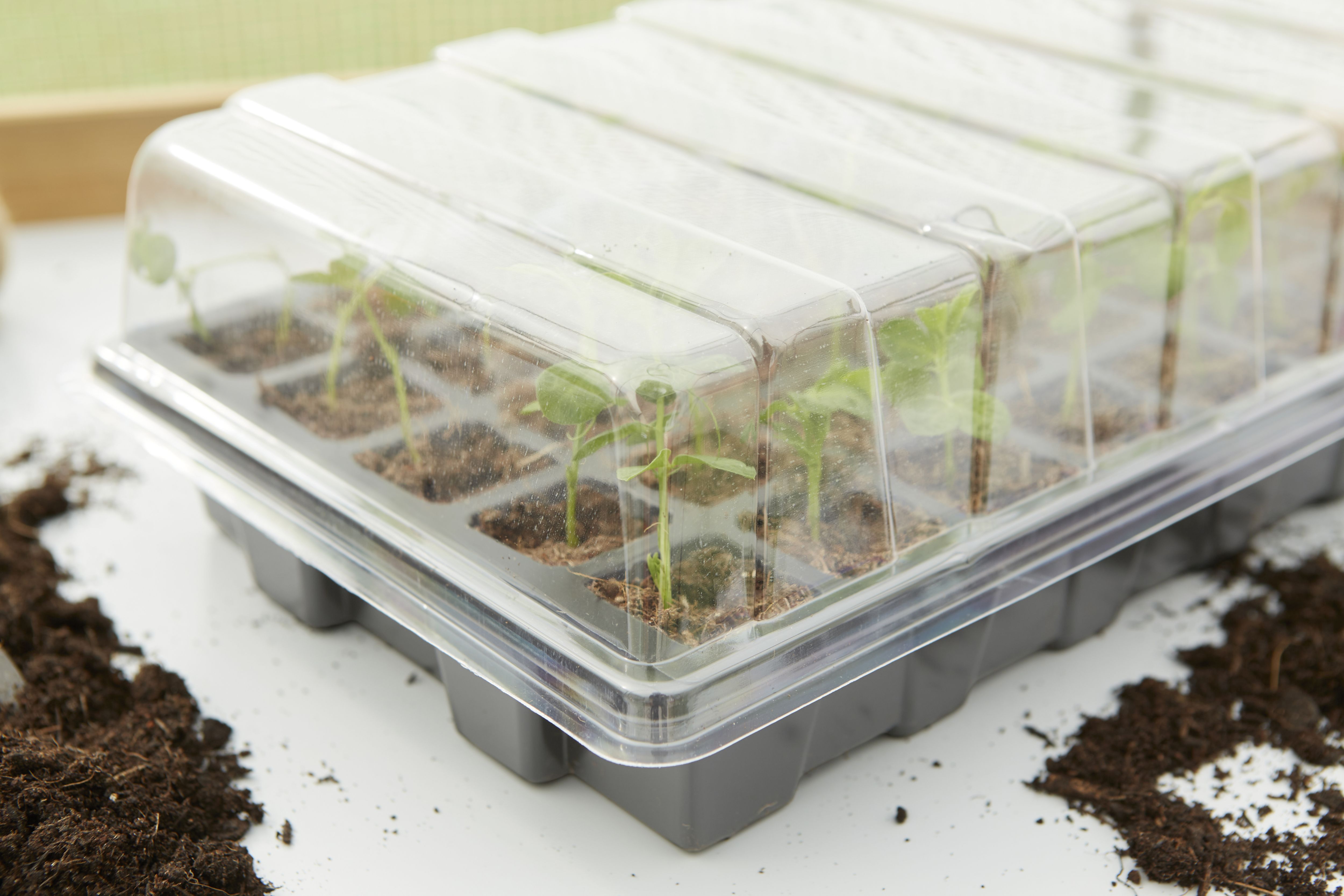 Verve Grey Seed Tray (L)39cm, Set