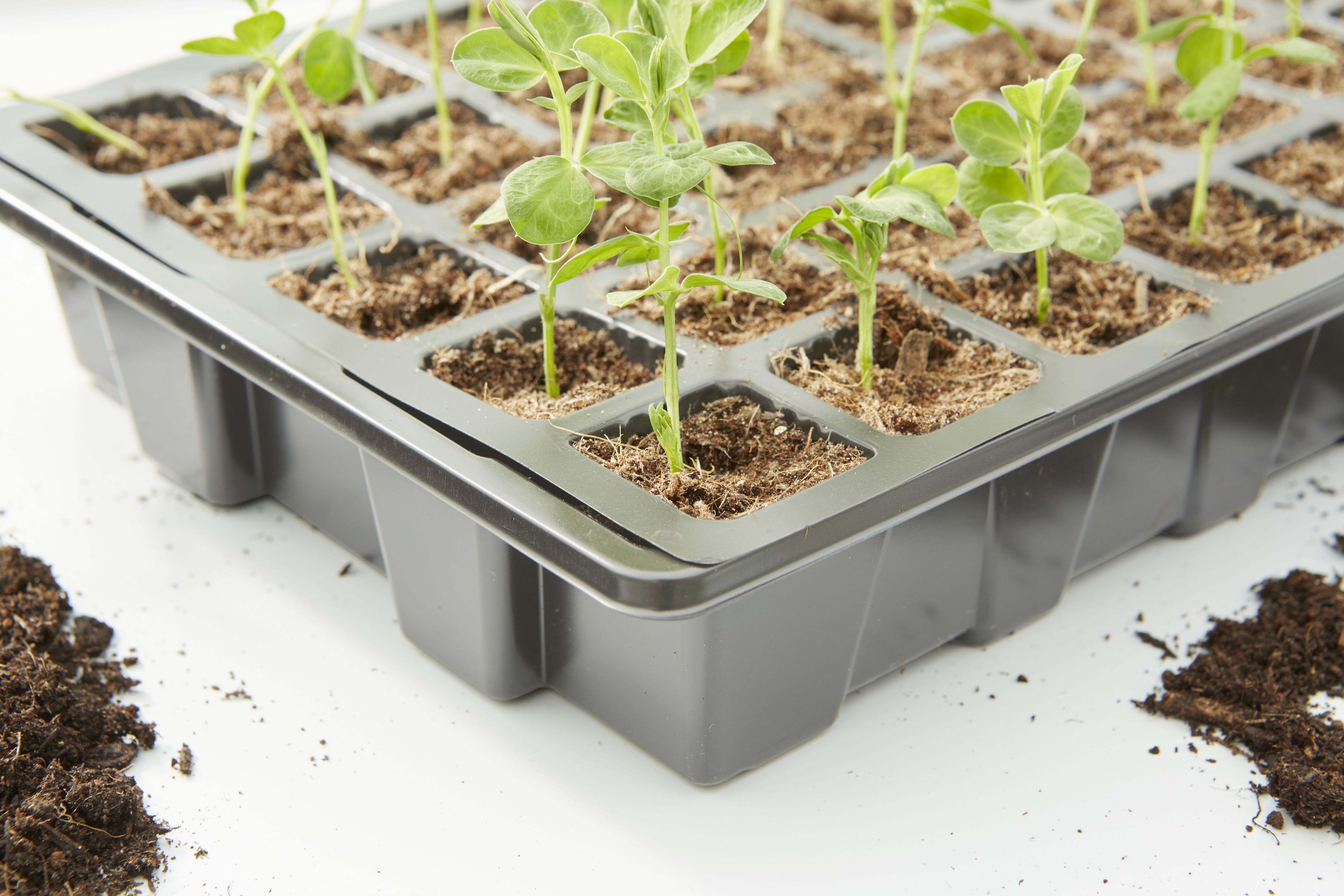 Verve Grey Seed Tray (L)39cm, Set