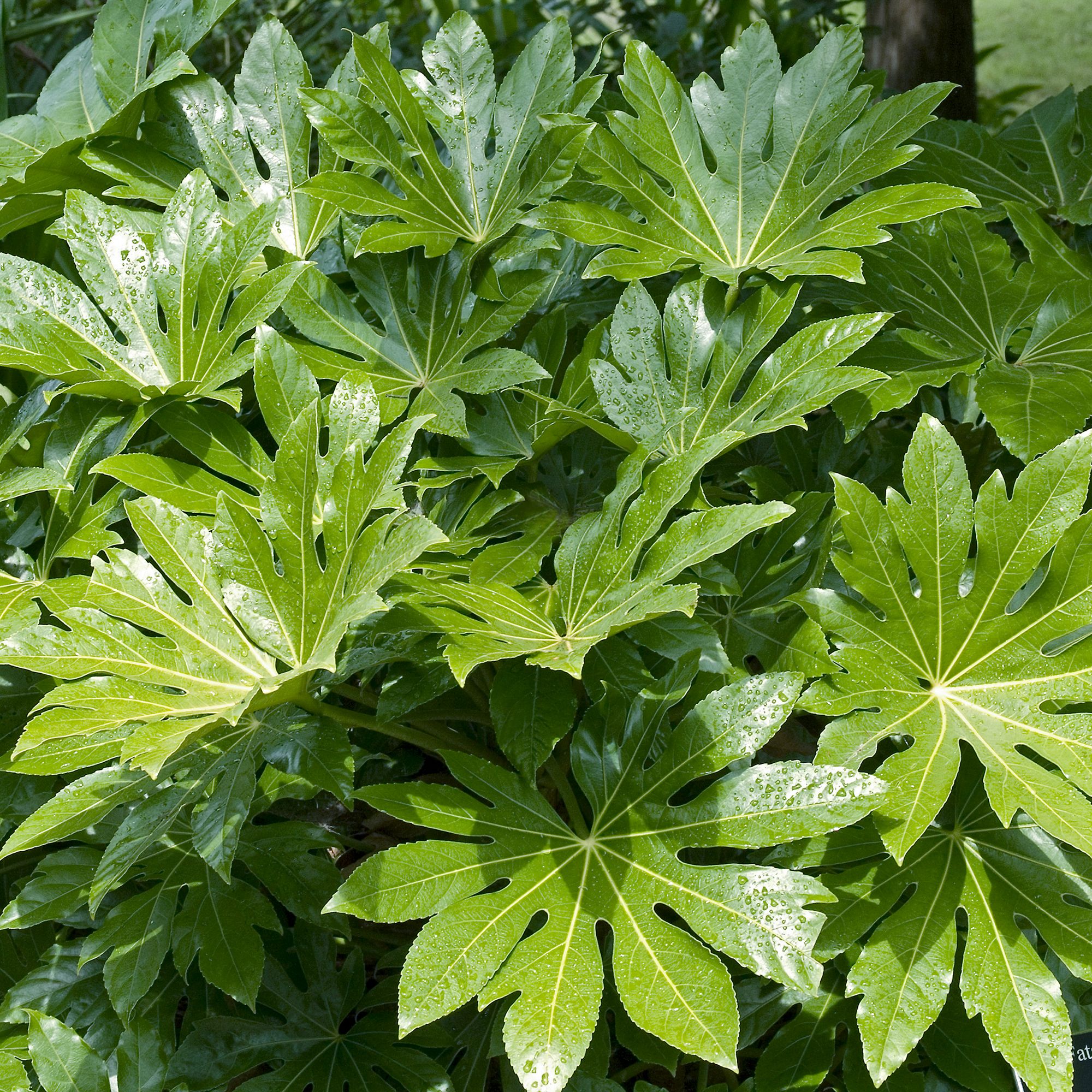 Verve Hardy Fatsia Japonica Shrub Paper plant Large