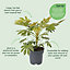 Verve Hardy Fatsia Japonica Shrub Paper plant