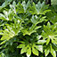 Verve Hardy Fatsia Japonica Shrub Paper plant