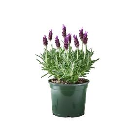 Verve Hardy French Lavender Mix 1.5L Small
