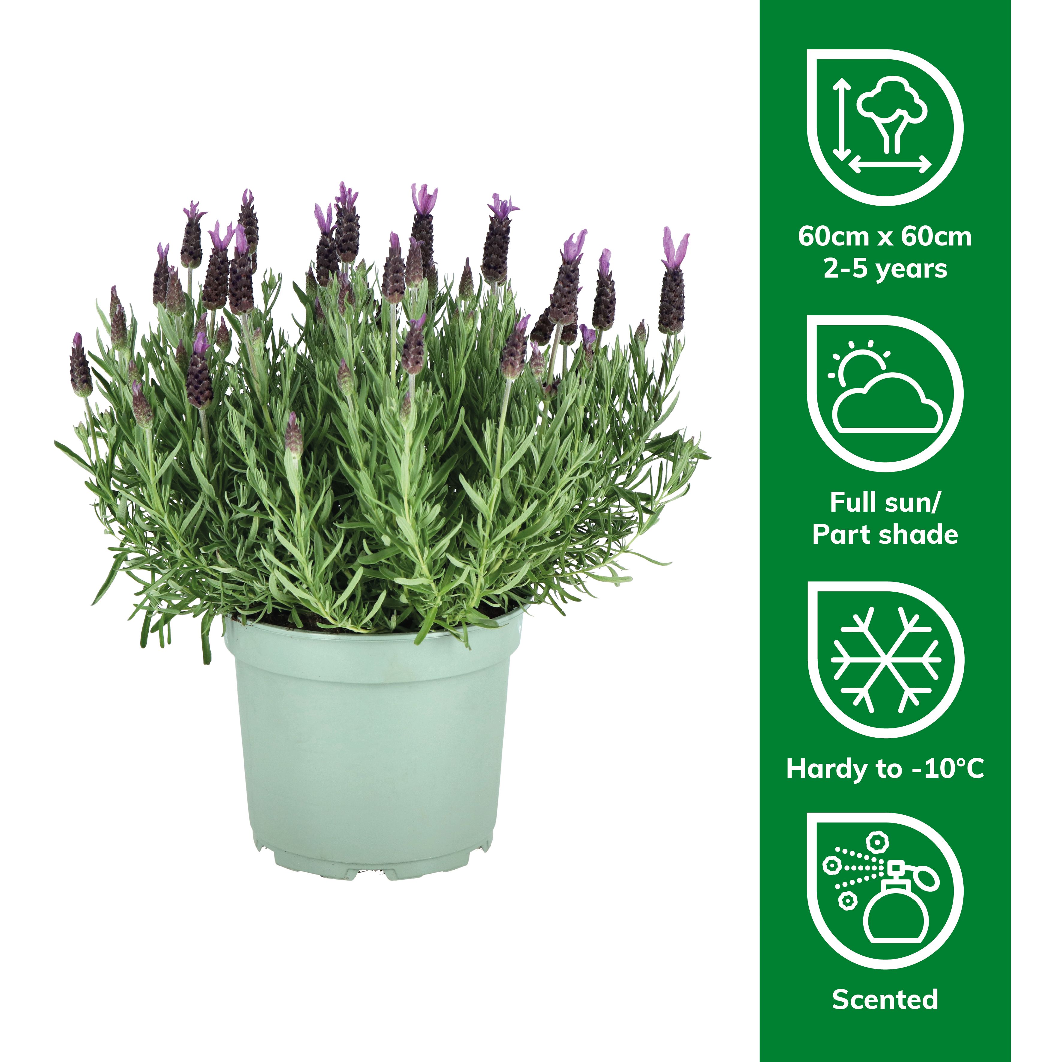 Verve Hardy French Lavender Mix 2L Small