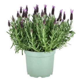 Verve Hardy French Lavender Mix Small