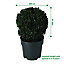 Verve Hardy Hedge Early Buxus 27cm ball, 4L