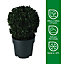 Verve Hardy Hedge Early Buxus 27cm ball, 4L