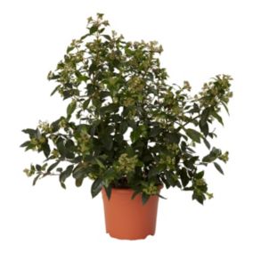 Verve Hardy Shrub Medium