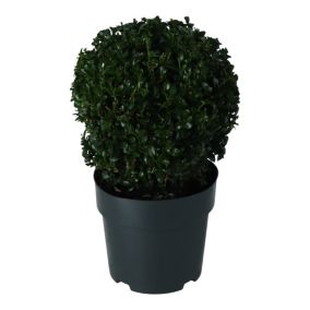 Verve Hedge Early Buxus 27cm ball, 4L