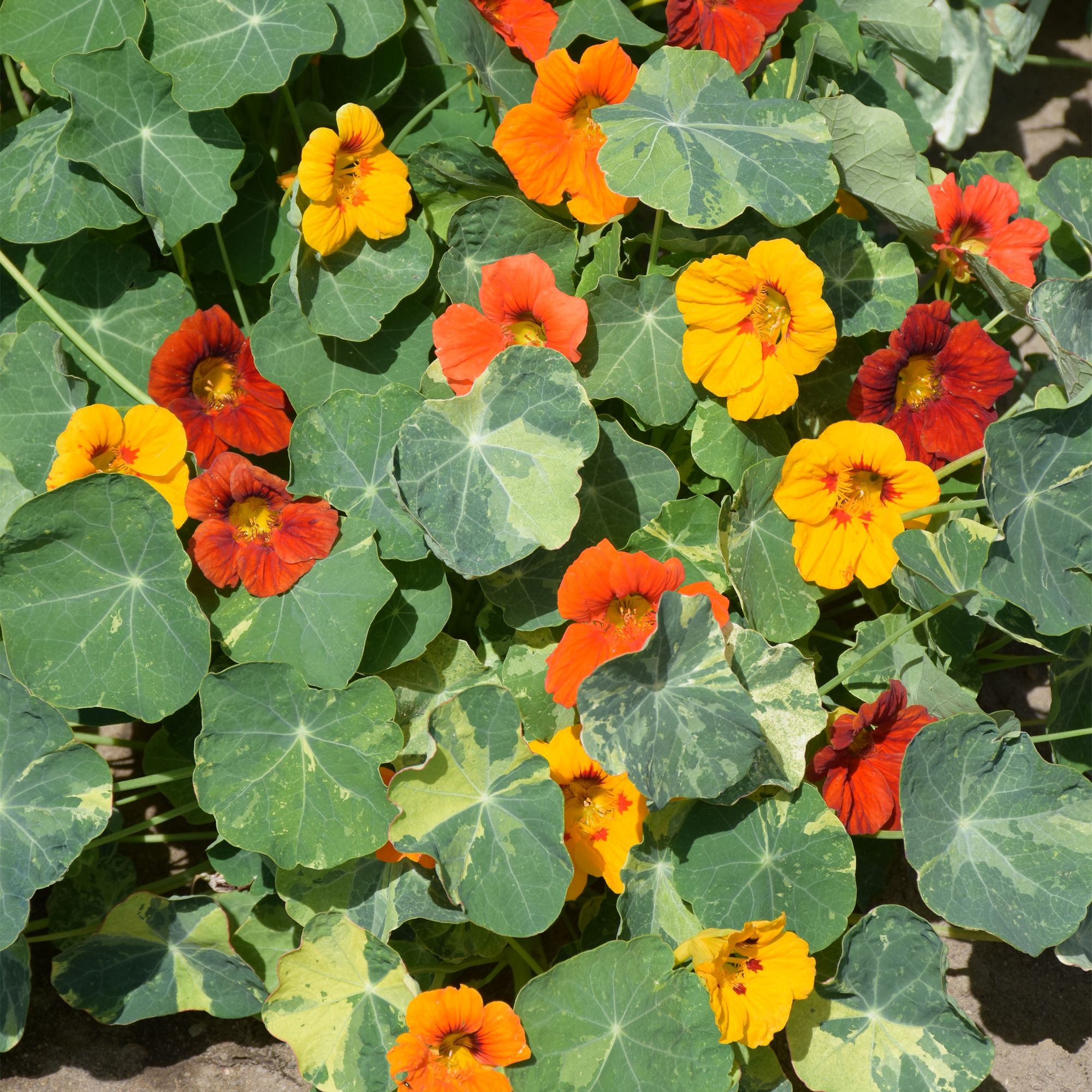 Verve Jewel of Africa Asorted Nasturtium Seeds
