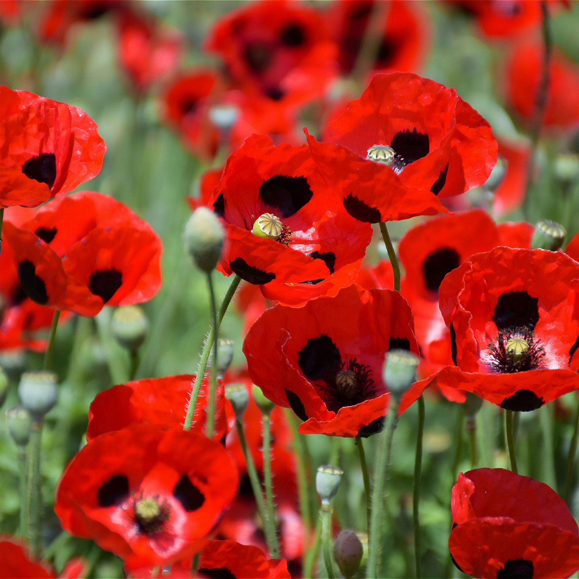 Verve Ladybird Poppy Seeds