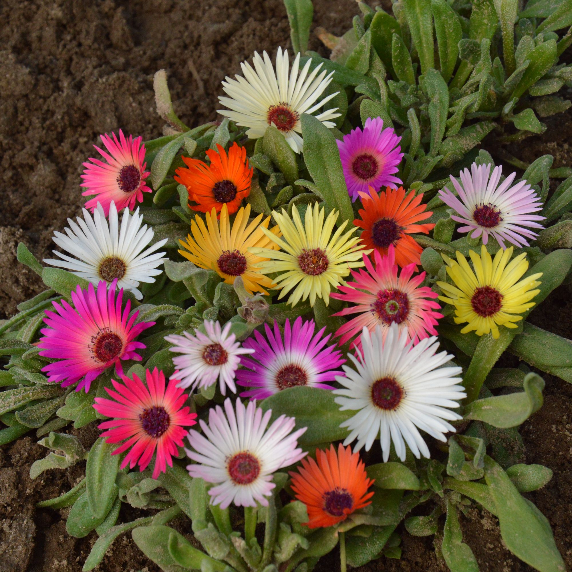 Verve Livingstone Assorted Daisy Seeds