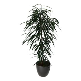 Verve Narrow leaf fig in Available in grey, taupe or white Ceramic Pot 24cm