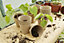 Verve Natural Paper pulp Circular Plant pot (Dia)6cm, Pack of 48