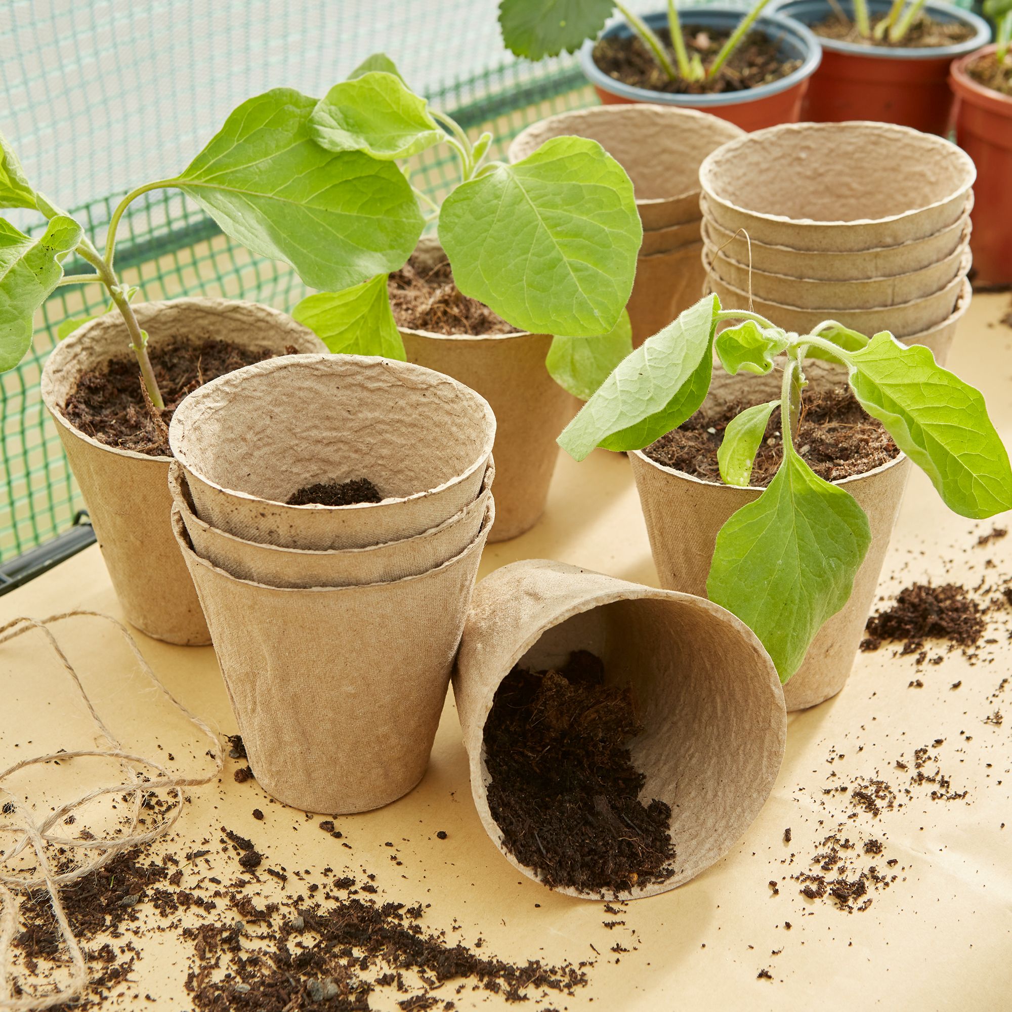 Verve Natural Paper pulp Circular Plant pot (Dia)6cm, Pack of 48