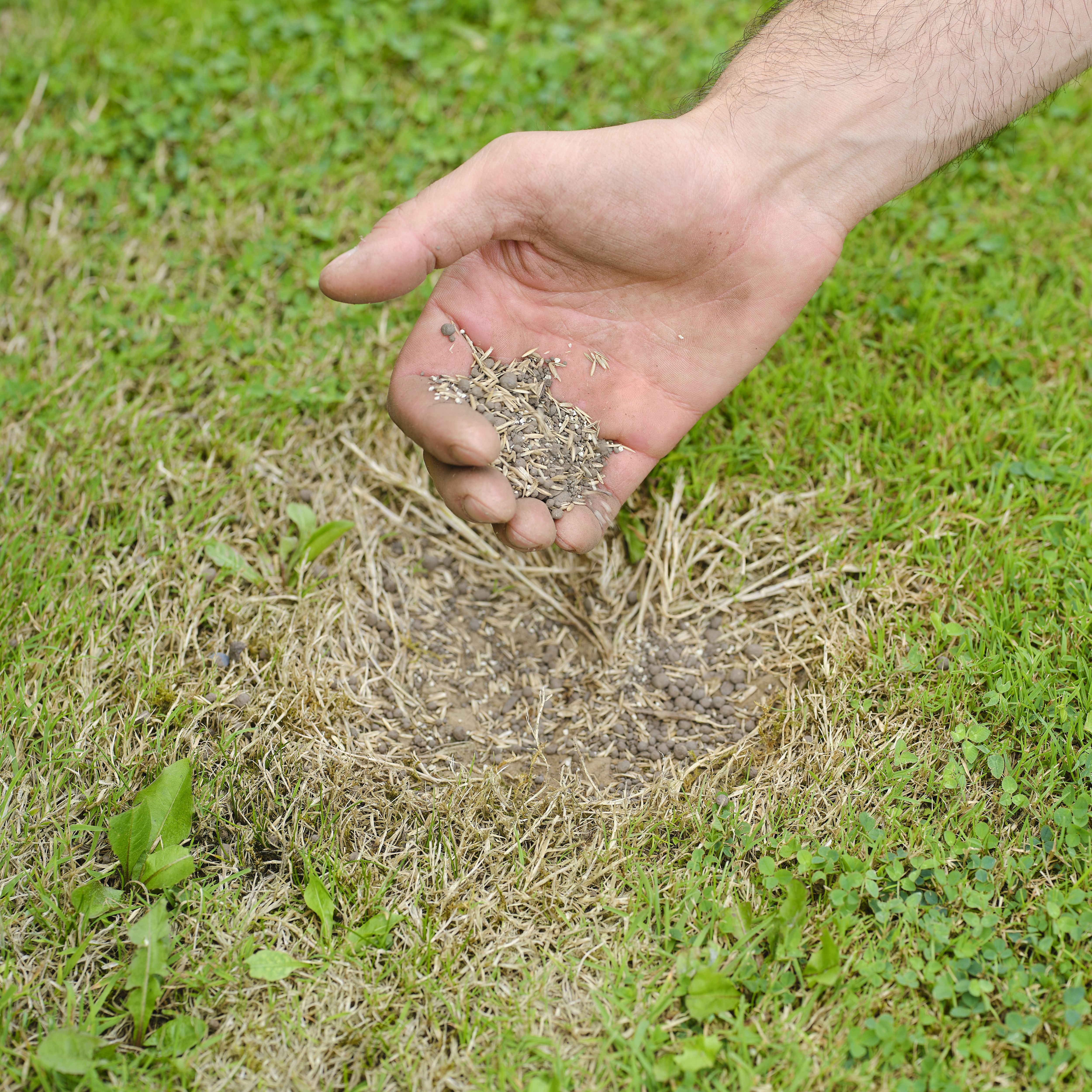 Verve Organic Lawn patch repairer 66m² 1L 5kg