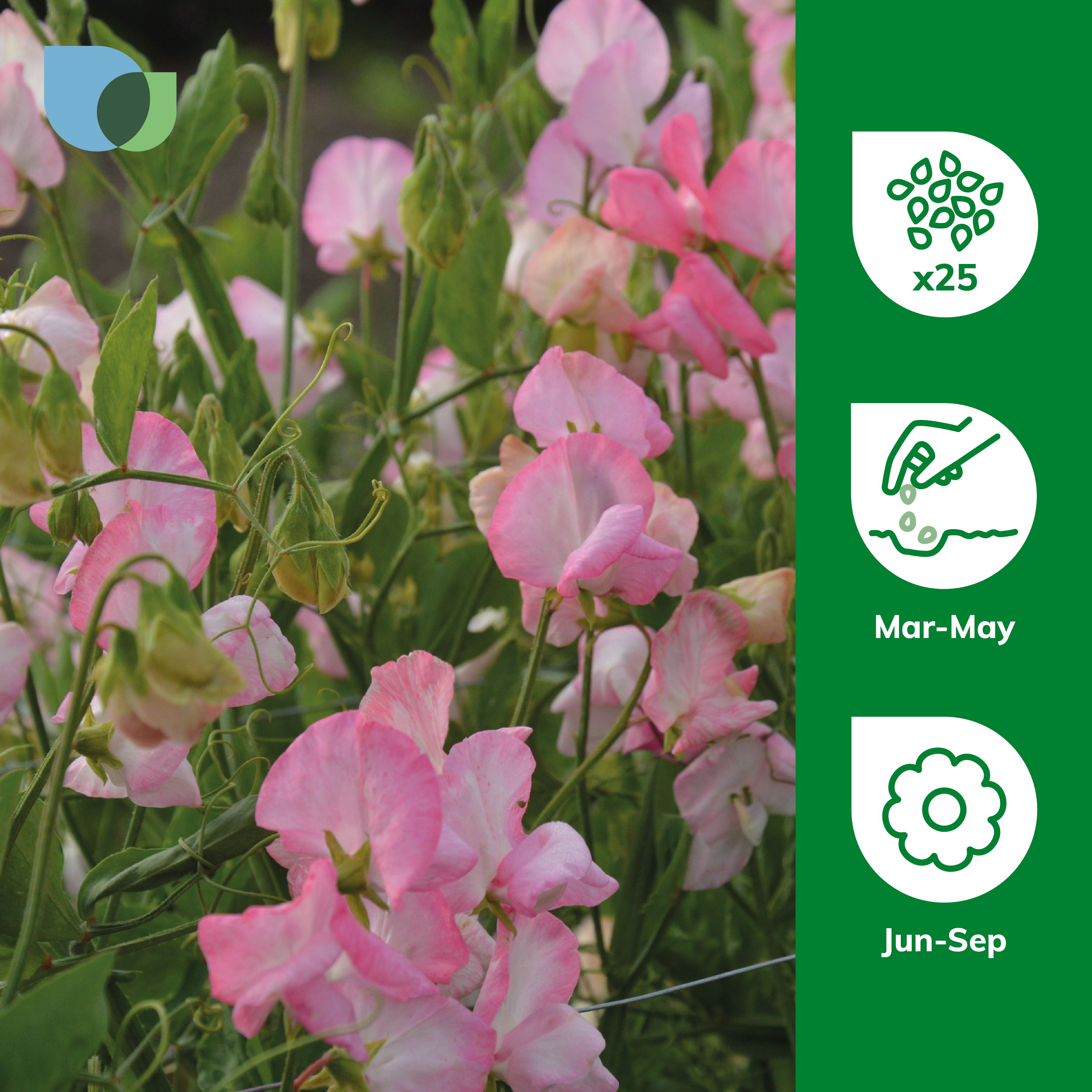 Verve Pale Pink Sweet Pea Seeds