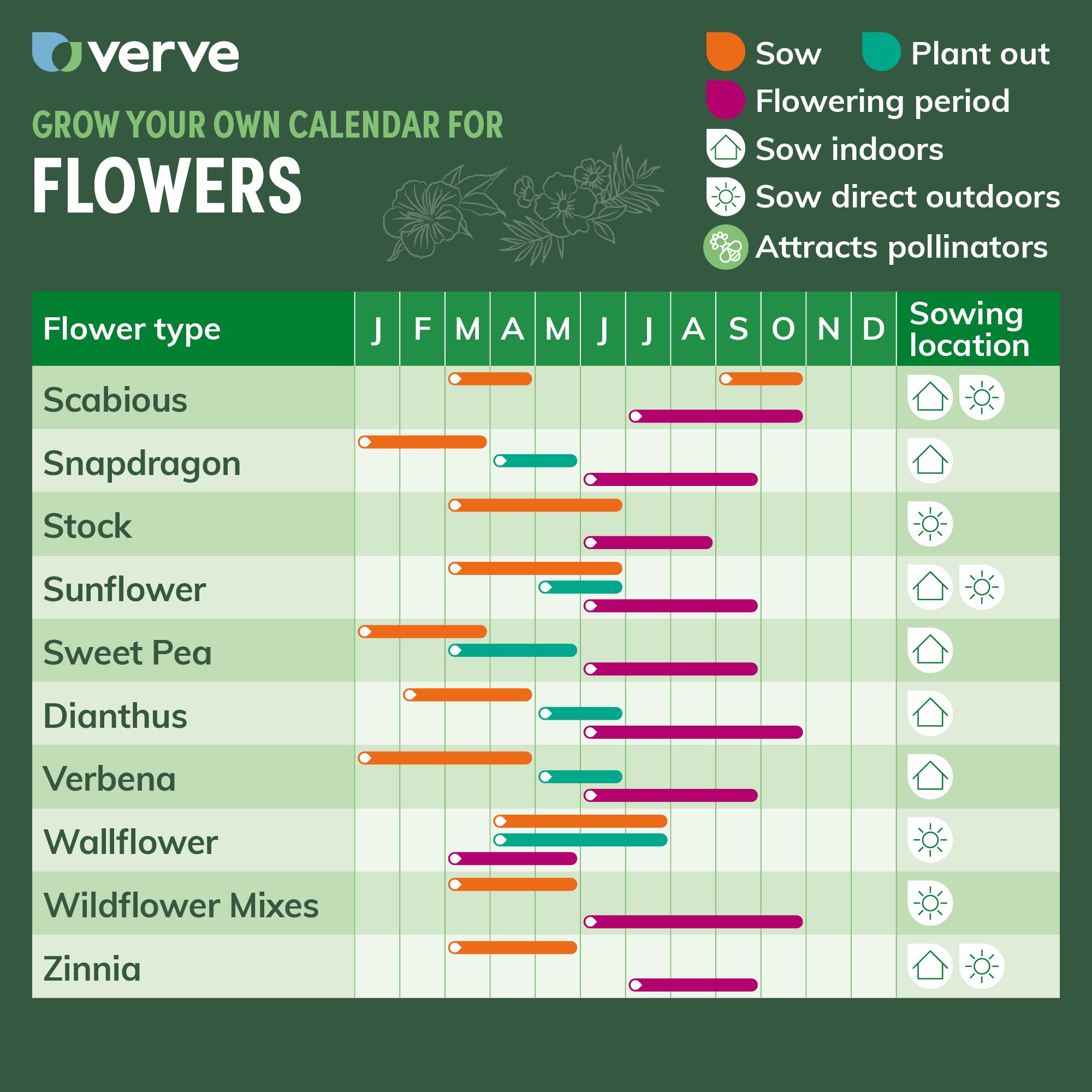 Verve Pale Pink Sweet Pea Seeds