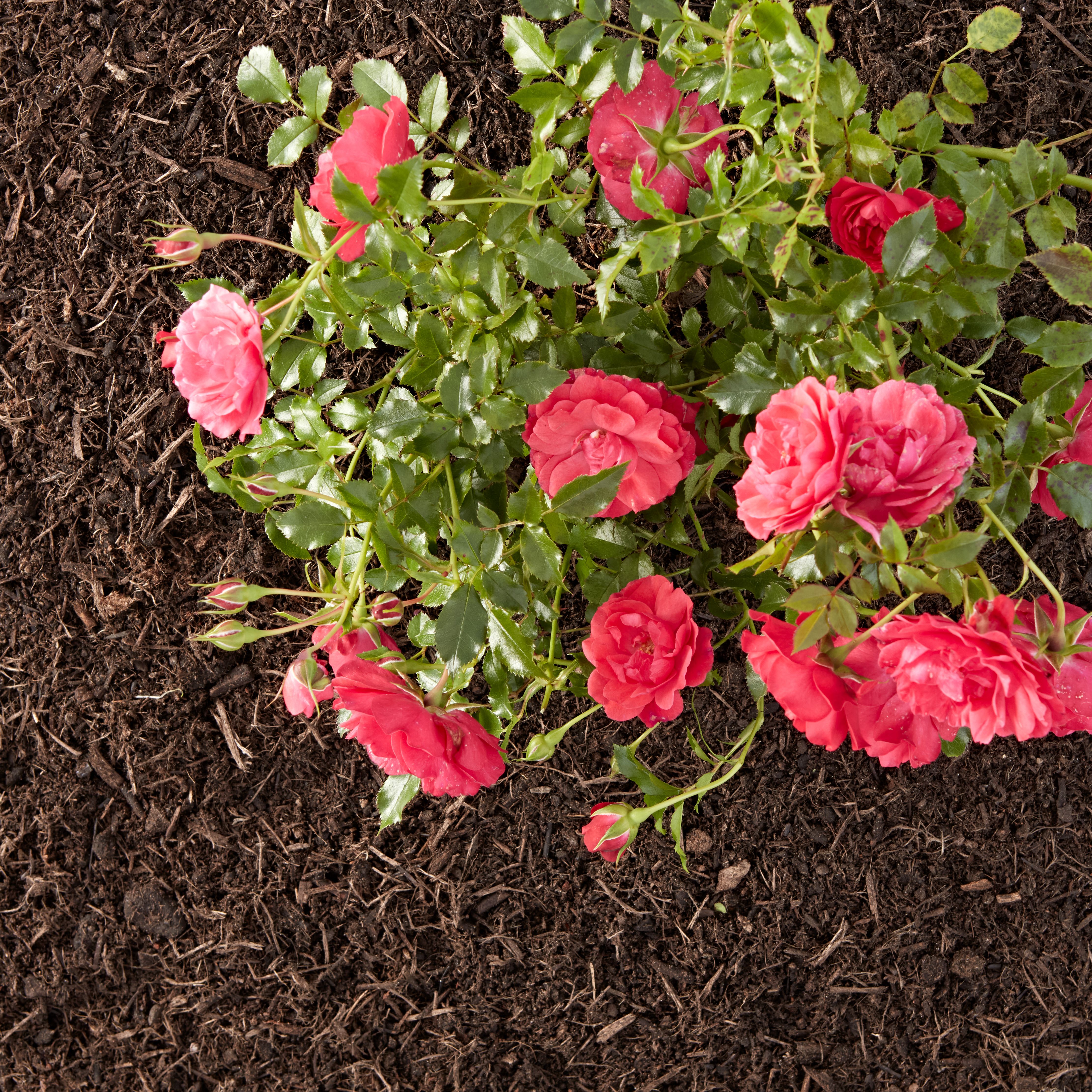 Verve Peat-free Rose, shrub & tree Compost 50L