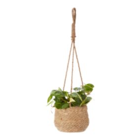 Verve Philodendron mix in Seagrass Decorative pot 12cm