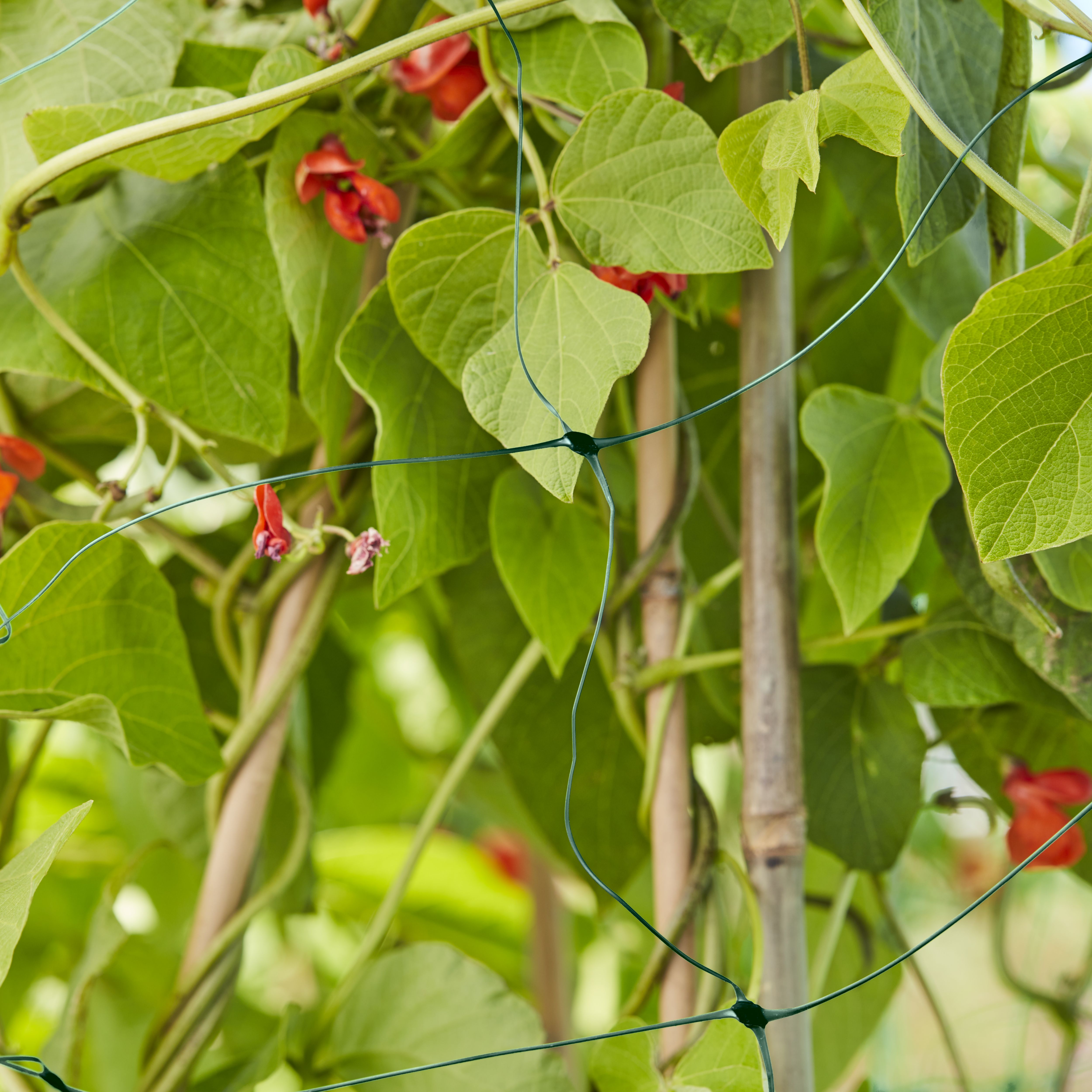 Verve Plant support (L)500cm (W)200cm