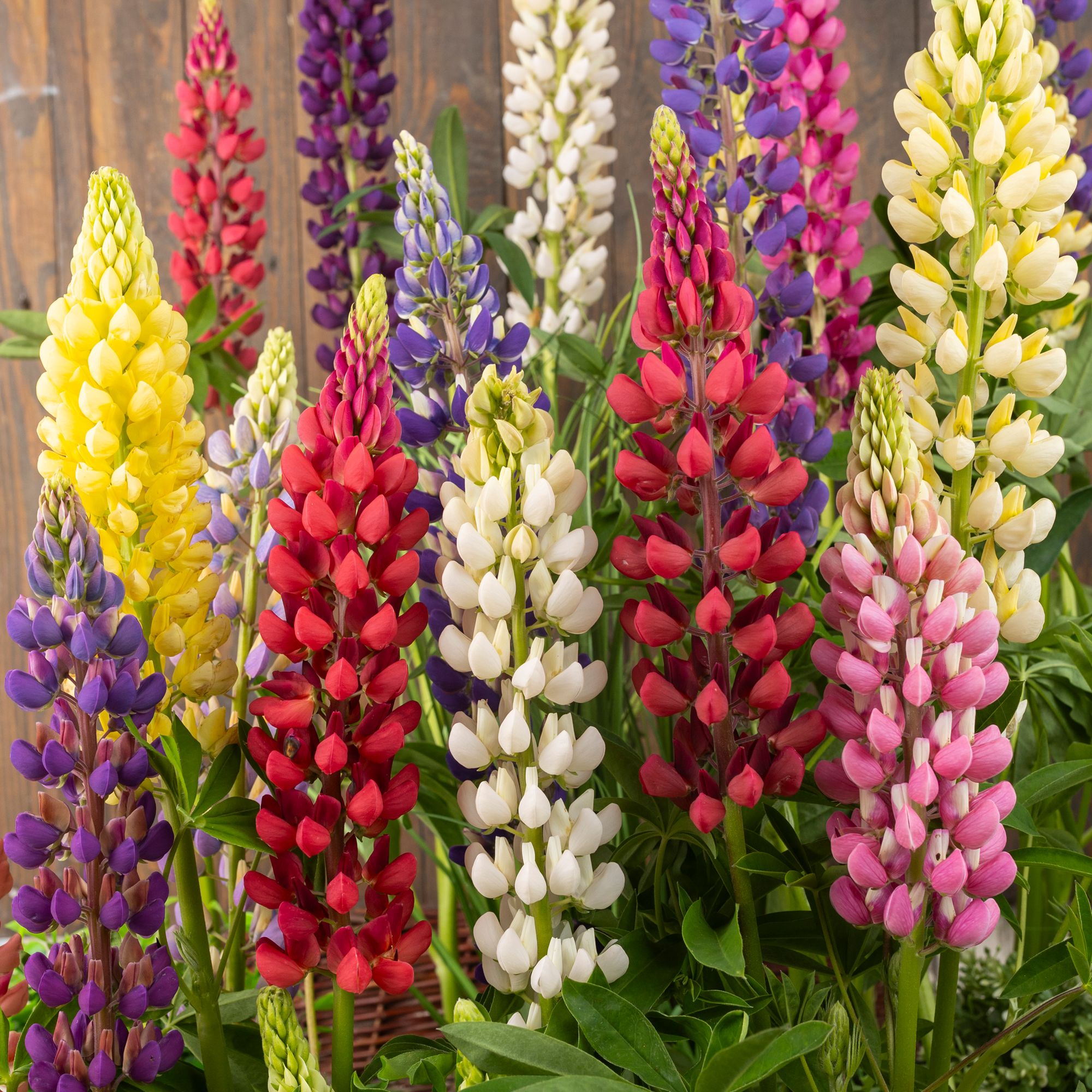 Verve Russell Assorted Lupin Seeds